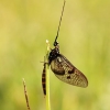 Ephemeroptera – Lašalas | Fotografijos autorius : Alma Totorytė | © Macrogamta.lt | Šis tinklapis priklauso bendruomenei kuri domisi makro fotografija ir fotografuoja gyvąjį makro pasaulį.