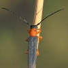 Akiuotasis šerdgraužis - Oberea oculata | Fotografijos autorius : Lukas Jonaitis | © Macrogamta.lt | Šis tinklapis priklauso bendruomenei kuri domisi makro fotografija ir fotografuoja gyvąjį makro pasaulį.