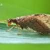 Micromus angulatus - Lapasparnis | Fotografijos autorius : Lukas Jonaitis | © Macrogamta.lt | Šis tinklapis priklauso bendruomenei kuri domisi makro fotografija ir fotografuoja gyvąjį makro pasaulį.