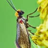 Micropterix calthella - Purieninė kandis | Fotografijos autorius : Lukas Jonaitis | © Macrogamta.lt | Šis tinklapis priklauso bendruomenei kuri domisi makro fotografija ir fotografuoja gyvąjį makro pasaulį.
