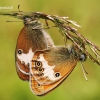 Coenonympha arcania - Krūminis satyriukas | Fotografijos autorius : Lukas Jonaitis | © Macrogamta.lt | Šis tinklapis priklauso bendruomenei kuri domisi makro fotografija ir fotografuoja gyvąjį makro pasaulį.