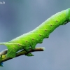 Akiuotasis sfinksas - Smerinthus ocellata (Vikšras)  | Fotografijos autorius : Lukas Jonaitis | © Macrogamta.lt | Šis tinklapis priklauso bendruomenei kuri domisi makro fotografija ir fotografuoja gyvąjį makro pasaulį.