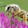 Dasypoda altercator - Gauruotakojė bitė | Fotografijos autorius : Arūnas Eismantas | © Macrogamta.lt | Šis tinklapis priklauso bendruomenei kuri domisi makro fotografija ir fotografuoja gyvąjį makro pasaulį.