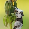 Beržinis dviuodegis - Furcula bicuspis | Fotografijos autorius : Arūnas Eismantas | © Macrogamta.lt | Šis tinklapis priklauso bendruomenei kuri domisi makro fotografija ir fotografuoja gyvąjį makro pasaulį.