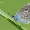 Cyaniris [=Polyommatus] semiargus - Pilkasis melsvys | Fotografijos autorius : Arūnas Eismantas | © Macrogamta.lt | Šis tinklapis priklauso bendruomenei kuri domisi makro fotografija ir fotografuoja gyvąjį makro pasaulį.