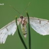 Ectropis crepuscularia - Mėlyninis žievėsprindis | Fotografijos autorius : Arūnas Eismantas | © Macrogamta.lt | Šis tinklapis priklauso bendruomenei kuri domisi makro fotografija ir fotografuoja gyvąjį makro pasaulį.