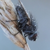 Žiedenė - Anthomyiidae | Fotografijos autorius : Arūnas Eismantas | © Macrogamta.lt | Šis tinklapis priklauso bendruomenei kuri domisi makro fotografija ir fotografuoja gyvąjį makro pasaulį.