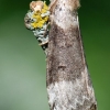 Tetheella fluctuosa - Beržinis pūkanugaris | Fotografijos autorius : Arūnas Eismantas | © Macrogamta.lt | Šis tinklapis priklauso bendruomenei kuri domisi makro fotografija ir fotografuoja gyvąjį makro pasaulį.