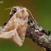 Bulvinis pelėdgalvis - Hydraecia micacea | Fotografijos autorius : Arūnas Eismantas | © Macrogamta.lt | Šis tinklapis priklauso bendruomenei kuri domisi makro fotografija ir fotografuoja gyvąjį makro pasaulį.