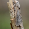 Nendrinis medgręžis - Phragmataecia castaneae  | Fotografijos autorius : Arūnas Eismantas | © Macrogamta.lt | Šis tinklapis priklauso bendruomenei kuri domisi makro fotografija ir fotografuoja gyvąjį makro pasaulį.