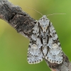 Mažasis strėlinukas - Acronicta strigosa  | Fotografijos autorius : Arūnas Eismantas | © Macrogamta.lt | Šis tinklapis priklauso bendruomenei kuri domisi makro fotografija ir fotografuoja gyvąjį makro pasaulį.