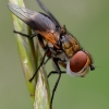 Dygliamusė - Ectophasia crassipennis  | Fotografijos autorius : Arūnas Eismantas | © Macrogamta.lt | Šis tinklapis priklauso bendruomenei kuri domisi makro fotografija ir fotografuoja gyvąjį makro pasaulį.