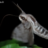 Pušinis sfinksas - Hyloicus pinastri | Fotografijos autorius : Arūnas Eismantas | © Macrogamta.lt | Šis tinklapis priklauso bendruomenei kuri domisi makro fotografija ir fotografuoja gyvąjį makro pasaulį.