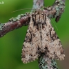 Našlaitinis pašakninis pelėdgalvis - Apamea epomidion | Fotografijos autorius : Arūnas Eismantas | © Macrogamta.lt | Šis tinklapis priklauso bendruomenei kuri domisi makro fotografija ir fotografuoja gyvąjį makro pasaulį.