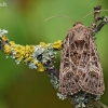 Baltagyslis pelėdgalvis - Tholera decimalis | Fotografijos autorius : Arūnas Eismantas | © Macrogamta.lt | Šis tinklapis priklauso bendruomenei kuri domisi makro fotografija ir fotografuoja gyvąjį makro pasaulį.