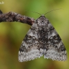 Mėlynsparnė peteliškė - Catocala fraxini | Fotografijos autorius : Arūnas Eismantas | © Macrogamta.lt | Šis tinklapis priklauso bendruomenei kuri domisi makro fotografija ir fotografuoja gyvąjį makro pasaulį.