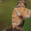 Miškinis juostasprindis - Eulithis testata | Fotografijos autorius : Arūnas Eismantas | © Macrogamta.lt | Šis tinklapis priklauso bendruomenei kuri domisi makro fotografija ir fotografuoja gyvąjį makro pasaulį.