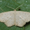Gelsvasis sprindžiukas - Scopula corrivalaria | Fotografijos autorius : Arūnas Eismantas | © Macrogamta.lt | Šis tinklapis priklauso bendruomenei kuri domisi makro fotografija ir fotografuoja gyvąjį makro pasaulį.
