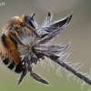 Bitė | Fotografijos autorius : Arūnas Eismantas | © Macrogamta.lt | Šis tinklapis priklauso bendruomenei kuri domisi makro fotografija ir fotografuoja gyvąjį makro pasaulį.