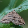 Brūkšniasparnė ortonama - Orthonama vittata | Fotografijos autorius : Arūnas Eismantas | © Macrogamta.lt | Šis tinklapis priklauso bendruomenei kuri domisi makro fotografija ir fotografuoja gyvąjį makro pasaulį.