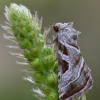 Baltajuostė eukarta - Eucarta virgo  | Fotografijos autorius : Arūnas Eismantas | © Macrogamta.lt | Šis tinklapis priklauso bendruomenei kuri domisi makro fotografija ir fotografuoja gyvąjį makro pasaulį.