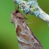 Gelsvasis šakniagraužis - Triodia sylvina  | Fotografijos autorius : Arūnas Eismantas | © Macrogamta.lt | Šis tinklapis priklauso bendruomenei kuri domisi makro fotografija ir fotografuoja gyvąjį makro pasaulį.