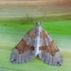 Pušyninė tera - Thera obeliscata | Fotografijos autorius : Arūnas Eismantas | © Macrogamta.lt | Šis tinklapis priklauso bendruomenei kuri domisi makro fotografija ir fotografuoja gyvąjį makro pasaulį.