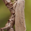 Didysis nendrinukas - Rhizedra lutosa  | Fotografijos autorius : Arūnas Eismantas | © Macrogamta.lt | Šis tinklapis priklauso bendruomenei kuri domisi makro fotografija ir fotografuoja gyvąjį makro pasaulį.