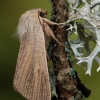 Siaurasparnis nendrinukas - Sedina buettneri  | Fotografijos autorius : Arūnas Eismantas | © Macrogamta.lt | Šis tinklapis priklauso bendruomenei kuri domisi makro fotografija ir fotografuoja gyvąjį makro pasaulį.