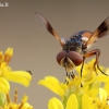 Ectophasia crassipennis - Dygliamusė | Fotografijos autorius : Arūnas Eismantas | © Macrogamta.lt | Šis tinklapis priklauso bendruomenei kuri domisi makro fotografija ir fotografuoja gyvąjį makro pasaulį.