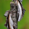 Beržinis kuodis - Pheosia gnoma & Tuopinis kuodis - Pheosia tremula | Fotografijos autorius : Arūnas Eismantas | © Macrogamta.lt | Šis tinklapis priklauso bendruomenei kuri domisi makro fotografija ir fotografuoja gyvąjį makro pasaulį.