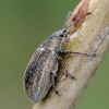 Kriaušinis lapinukas - Phyllobius pyri | Fotografijos autorius : Darius Baužys | © Macrogamta.lt | Šis tinklapis priklauso bendruomenei kuri domisi makro fotografija ir fotografuoja gyvąjį makro pasaulį.