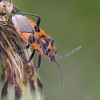 Raudonmargė kampuotblakė - Corizus hyoscyami | Fotografijos autorius : Darius Baužys | © Macrogamta.lt | Šis tinklapis priklauso bendruomenei kuri domisi makro fotografija ir fotografuoja gyvąjį makro pasaulį.