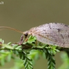 Pušinis lapasparnis - Hemerobius pini  | Fotografijos autorius : Darius Baužys | © Macrogamta.lt | Šis tinklapis priklauso bendruomenei kuri domisi makro fotografija ir fotografuoja gyvąjį makro pasaulį.