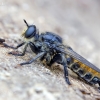 Plėšriamusė - Choerades gilva | Fotografijos autorius : Darius Baužys | © Macrogamta.lt | Šis tinklapis priklauso bendruomenei kuri domisi makro fotografija ir fotografuoja gyvąjį makro pasaulį.