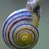 Šviesialūpė dryžė - Cepaea hortensis | Fotografijos autorius : Darius Baužys | © Macrogamta.lt | Šis tinklapis priklauso bendruomenei kuri domisi makro fotografija ir fotografuoja gyvąjį makro pasaulį.