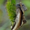 Beržinis kuodis - Pheosia gnoma | Fotografijos autorius : Darius Baužys | © Macrogamta.lt | Šis tinklapis priklauso bendruomenei kuri domisi makro fotografija ir fotografuoja gyvąjį makro pasaulį.