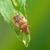 Skaidriasparnė dirvablakė - Kleidocerys resedae | Fotografijos autorius : Darius Baužys | © Macrogamta.lt | Šis tinklapis priklauso bendruomenei kuri domisi makro fotografija ir fotografuoja gyvąjį makro pasaulį.