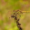 Paprastoji skėtė - Sympetrum vulgatum, patinas | Fotografijos autorius : Darius Baužys | © Macrogamta.lt | Šis tinklapis priklauso bendruomenei kuri domisi makro fotografija ir fotografuoja gyvąjį makro pasaulį.