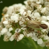 Liucerninė žolblakė – Adelphocoris lineolatus | Fotografijos autorius : Darius Baužys | © Macrogamta.lt | Šis tinklapis priklauso bendruomenei kuri domisi makro fotografija ir fotografuoja gyvąjį makro pasaulį.