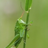 Spragtukas | Fotografijos autorius : Darius Baužys | © Macrogamta.lt | Šis tinklapis priklauso bendruomenei kuri domisi makro fotografija ir fotografuoja gyvąjį makro pasaulį.