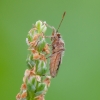 Raudonpilvė kampuotblakė - Rhopalus parumpunctatus | Fotografijos autorius : Darius Baužys | © Macrogamta.lt | Šis tinklapis priklauso bendruomenei kuri domisi makro fotografija ir fotografuoja gyvąjį makro pasaulį.