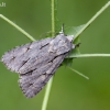 Pilkasis strėlinukas - Acronicta psi | Fotografijos autorius : Darius Baužys | © Macrogamta.lt | Šis tinklapis priklauso bendruomenei kuri domisi makro fotografija ir fotografuoja gyvąjį makro pasaulį.