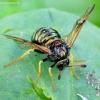 Cimbeksas - Abia sericea | Fotografijos autorius : Romas Ferenca | © Macrogamta.lt | Šis tinklapis priklauso bendruomenei kuri domisi makro fotografija ir fotografuoja gyvąjį makro pasaulį.