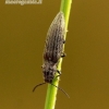 Actenicerus siaelandicus - Strazdanotasis spragšis | Fotografijos autorius : Romas Ferenca | © Macrogamta.lt | Šis tinklapis priklauso bendruomenei kuri domisi makro fotografija ir fotografuoja gyvąjį makro pasaulį.