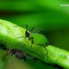 Amaras - Acyrthosiphon sp. | Fotografijos autorius : Romas Ferenca | © Macrogamta.lt | Šis tinklapis priklauso bendruomenei kuri domisi makro fotografija ir fotografuoja gyvąjį makro pasaulį.