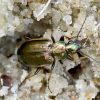 Geltonkraštis žvitražygis - Agonum marginatum   | Fotografijos autorius : Romas Ferenca | © Macrogamta.lt | Šis tinklapis priklauso bendruomenei kuri domisi makro fotografija ir fotografuoja gyvąjį makro pasaulį.