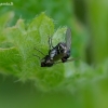 ??? | Fotografijos autorius : Romas Ferenca | © Macrogamta.lt | Šis tinklapis priklauso bendruomenei kuri domisi makro fotografija ir fotografuoja gyvąjį makro pasaulį.