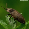 Agrypnus murinus - Kanapėtasis spragšis | Fotografijos autorius : Romas Ferenca | © Macrogamta.lt | Šis tinklapis priklauso bendruomenei kuri domisi makro fotografija ir fotografuoja gyvąjį makro pasaulį.