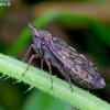 Cikadelė - Aphrodes bicinctus | Fotografijos autorius : Romas Ferenca | © Macrogamta.lt | Šis tinklapis priklauso bendruomenei kuri domisi makro fotografija ir fotografuoja gyvąjį makro pasaulį.